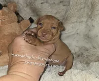 AKC Ruby , a female Miniature Pinscher for sale in Norwood, MO – 5 of 5