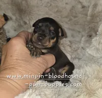 Piper black tan, a female Miniature Pinscher for sale in Norwood, MO – 1 of 5