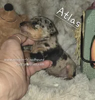 Atlas, a male Miniature Pinscher for sale in Norwood, MO – 1 of 5