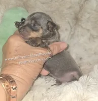 "Miles", blue tan, a male Miniature Pinscher for sale in Norwood, MO – 5 of 7