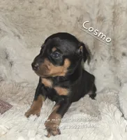 AKC Cosmo, a male Miniature Pinscher for sale in Norwood, MO – 9 of 10