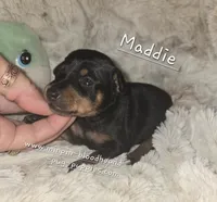 "Maddie" black and rust , a female Miniature Pinscher for sale in Norwood, MO – 5 of 5