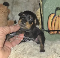 George , a male Miniature Pinscher for sale in Norwood, MO – 4 of 5