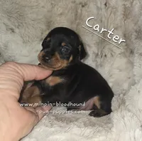 AKC Carter , a male Miniature Pinscher for sale in Norwood, MO – 8 of 10