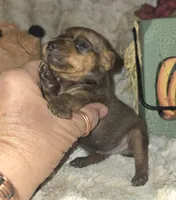 Gus, a male Miniature Pinscher for sale in Norwood, MO – 2 of 6