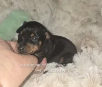 "Maddie" black and rust , a female Miniature Pinscher for sale in Norwood, MO – 2 of 5
