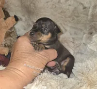 Piper black tan, a female Miniature Pinscher for sale in Norwood, MO – 3 of 5