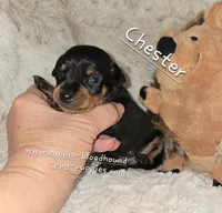 AKC Chester , a male Miniature Pinscher for sale in Norwood, MO – 1 of 5