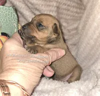 Tina, a female Miniature Pinscher for sale in Norwood, MO – 3 of 5