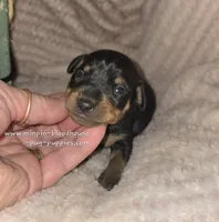 Tiana, a female Miniature Pinscher for sale in Norwood, MO – 2 of 5
