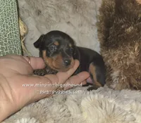 Coral black and tan , a female Miniature Pinscher for sale in Norwood, MO – 3 of 6