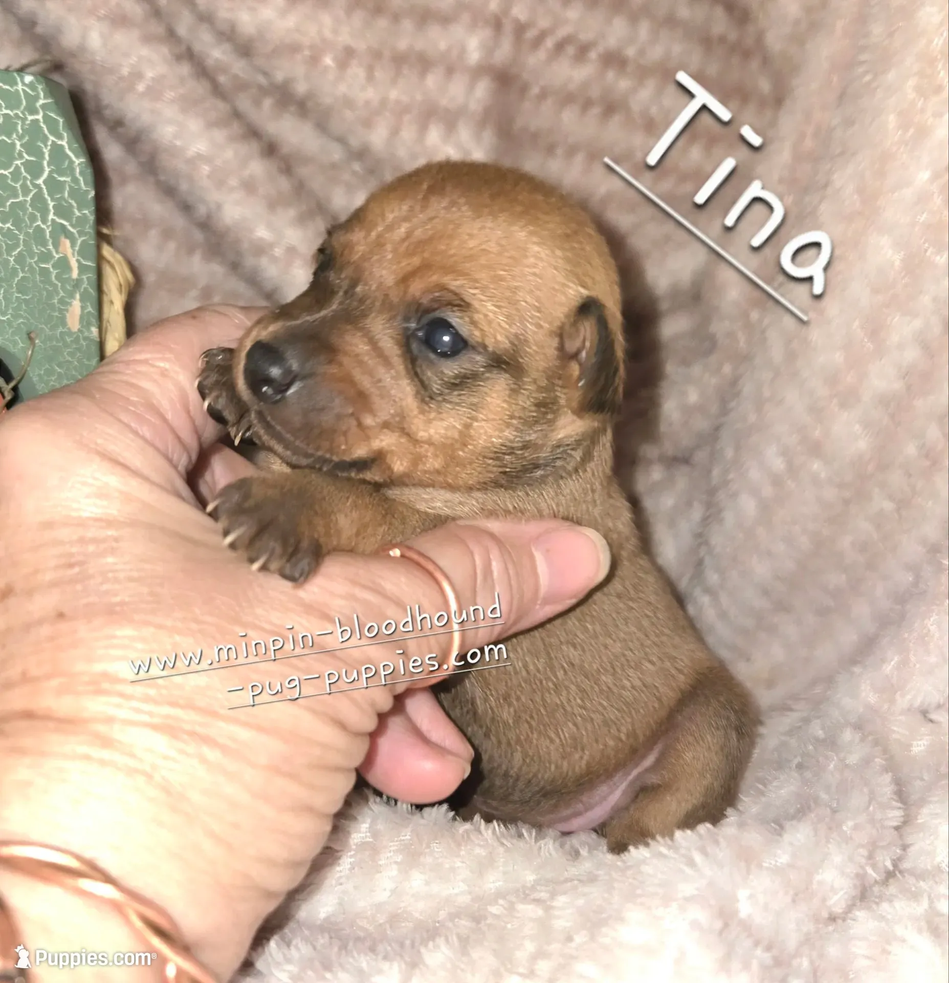 Tina, a female Miniature Pinscher for sale in Norwood, MO – 1 of 5