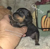 George , a male Miniature Pinscher for sale in Norwood, MO – 5 of 5
