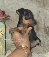 "Mona" black n rust, a female Miniature Pinscher for sale in Norwood, MO – 10 of 10
