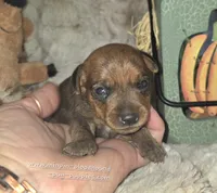 Gus, a male Miniature Pinscher for sale in Norwood, MO – 3 of 6