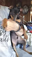 Dugan, a male Miniature Pinscher for sale in Norwood, MO – 3 of 8