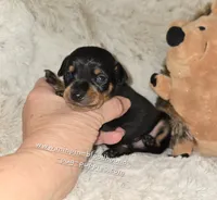 AKC Chester , a male Miniature Pinscher for sale in Norwood, MO – 3 of 5