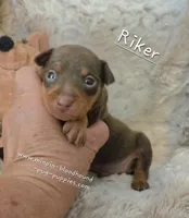 Akc Riker, a male Miniature Pinscher for sale in Norwood, MO – 2 of 6
