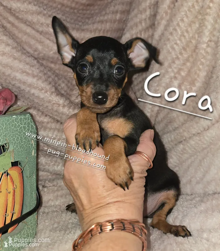 Cora black and tan  – Miniature Pinscher puppy for sale in Norwood, MO