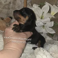 Todd, a male Miniature Pinscher for sale in Norwood, MO – Photo 4 of 9