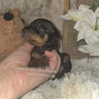 Todd, a male Miniature Pinscher for sale in Norwood, MO – Photo 7 of 9
