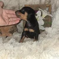 Todd, a male Miniature Pinscher for sale in Norwood, MO – Photo 9 of 9