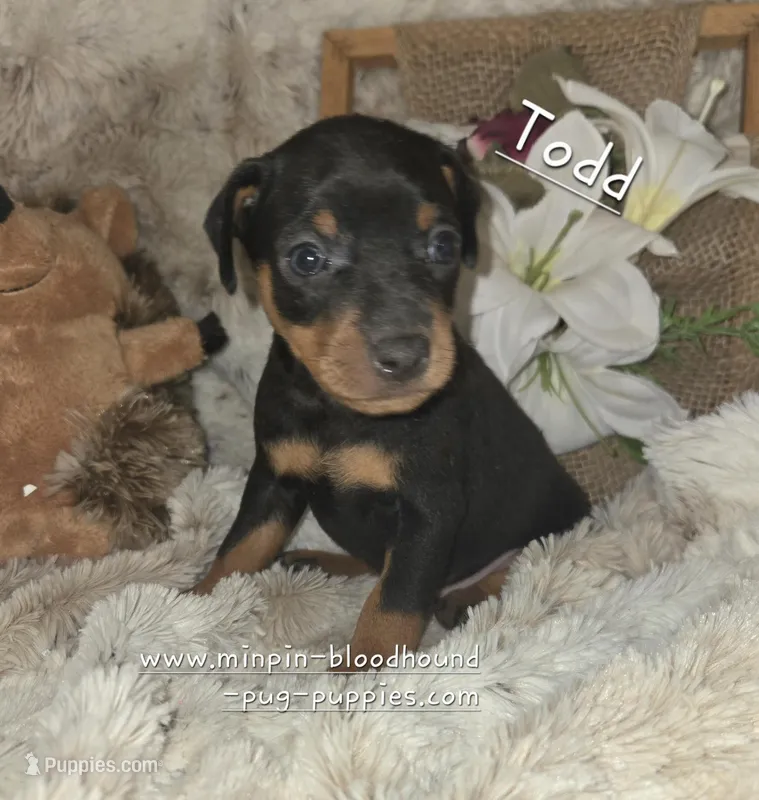 Todd – Miniature Pinscher puppy for sale in Norwood, MO