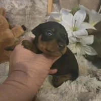 Todd, a male Miniature Pinscher for sale in Norwood, MO – Photo 8 of 9