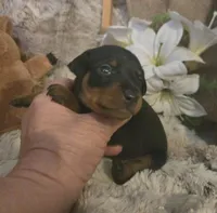 Todd, a male Miniature Pinscher for sale in Norwood, MO – Photo 5 of 5