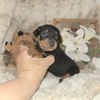 Todd, a male Miniature Pinscher for sale in Norwood, MO – Photo 6 of 9