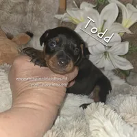Todd, a male Miniature Pinscher for sale in Norwood, MO – Photo 2 of 9