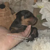 Todd, a male Miniature Pinscher for sale in Norwood, MO – Photo 5 of 9