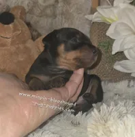 Todd, a male Miniature Pinscher for sale in Norwood, MO – Photo 2 of 5