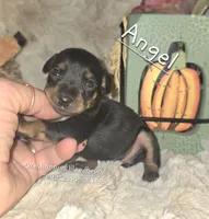 Angel , a female Miniature Pinscher for sale in Norwood, MO – 1 of 5