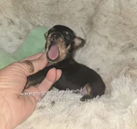 MATT black and rust , a male Miniature Pinscher for sale in Norwood, MO – 4 of 5