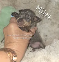 "Miles", blue tan, a male Miniature Pinscher for sale in Norwood, MO – 1 of 7