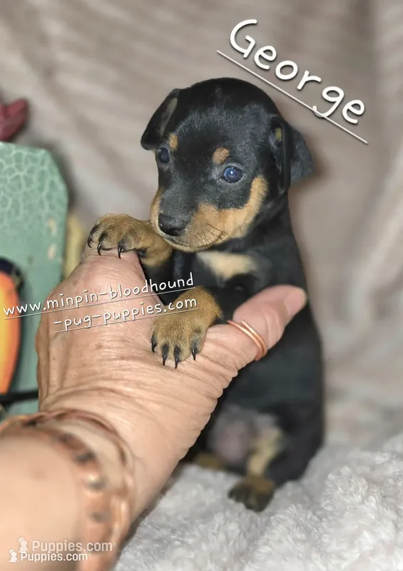 George  – Miniature Pinscher puppy for sale in Norwood, MO