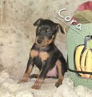 Cora black and tan , a female Miniature Pinscher for sale in Norwood, MO – 9 of 10