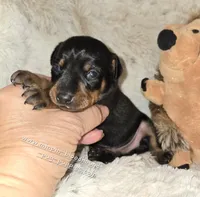 AKC Cosmo, a male Miniature Pinscher for sale in Norwood, MO – 4 of 5