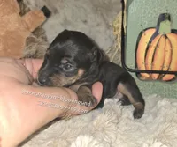 Angel , a female Miniature Pinscher for sale in Norwood, MO – 4 of 5