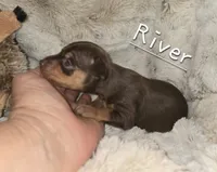 AKC River, a female Miniature Pinscher for sale in Norwood, MO – 2 of 5