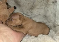 AKC Ruby , a female Miniature Pinscher for sale in Norwood, MO – 4 of 5