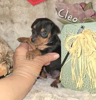 AKC Cleo, a female Miniature Pinscher for sale in Norwood, MO – Photo 5 of 5