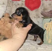 AKC Cleo, a female Miniature Pinscher for sale in Norwood, MO – Photo 3 of 5