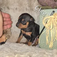 AKC Cleo, a female Miniature Pinscher for sale in Norwood, MO – Photo 2 of 5
