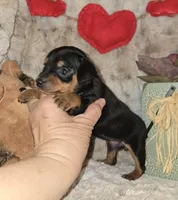 AKC Cleo, a female Miniature Pinscher for sale in Norwood, MO – Photo 4 of 5