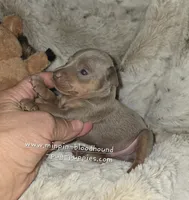 Rhett, a male Miniature Pinscher for sale in Norwood, MO – 2 of 6