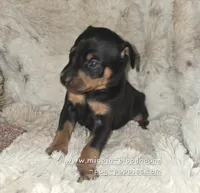AKC Cosmo, a male Miniature Pinscher for sale in Norwood, MO – 8 of 10