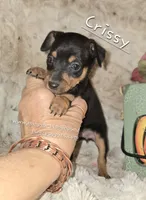 Crissy black and tan , a female Miniature Pinscher for sale in Norwood, MO – 8 of 10