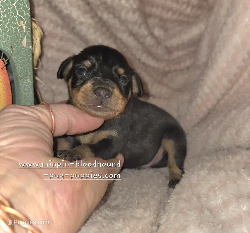 Titus  – Miniature Pinscher puppy for sale in Norwood, MO